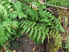 Dryopteris celsa