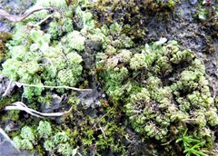 Fossombronia pusilla