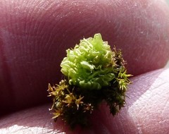 Fossombronia pusilla