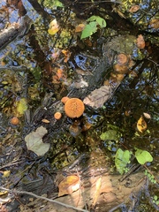 Tricholomopsis formosa