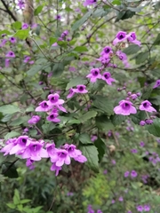 Prostanthera melissifolia