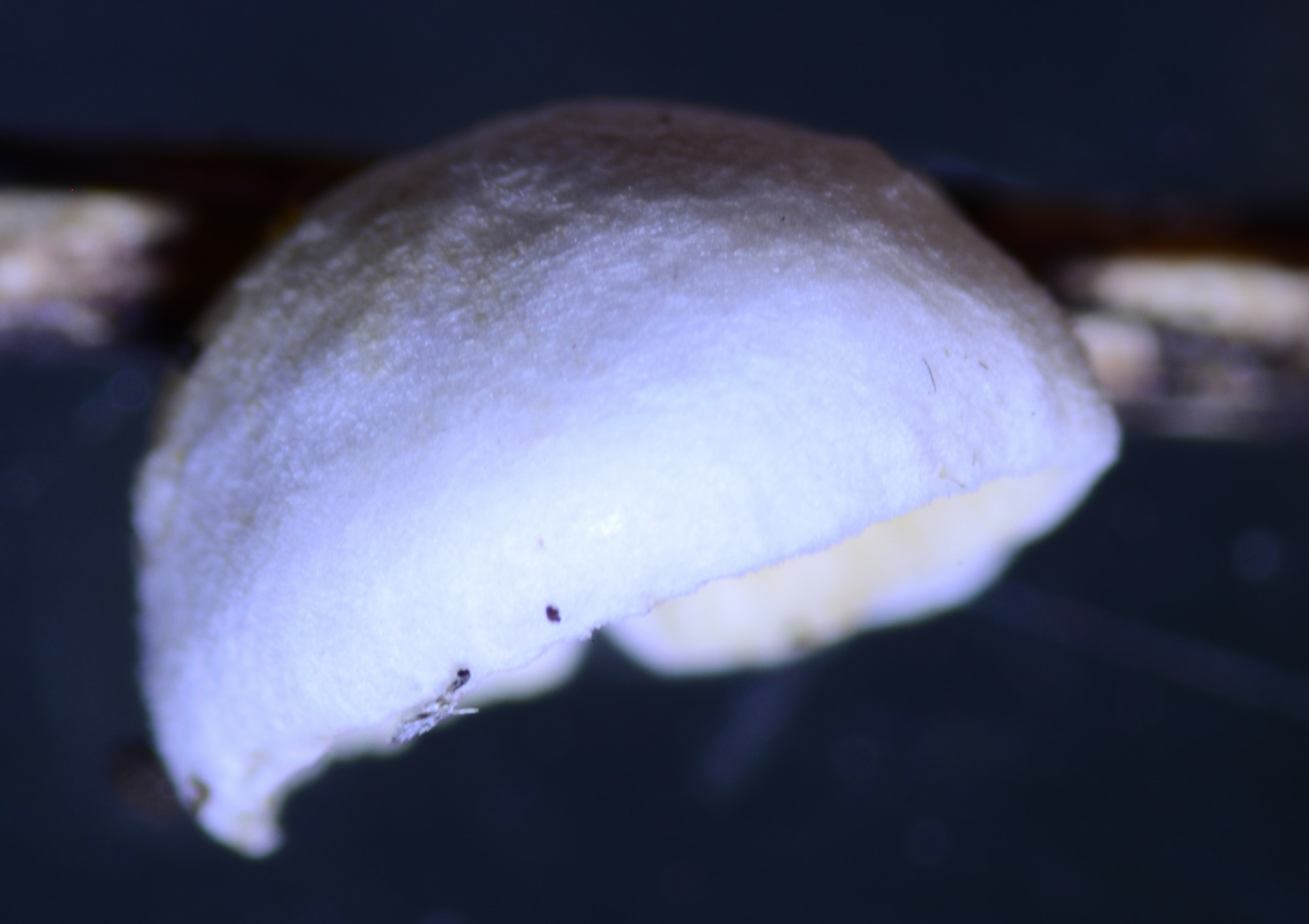 Crepidotus epibryus image