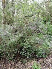 Prostanthera melissifolia