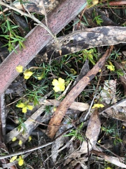 Hibbertia acicularis