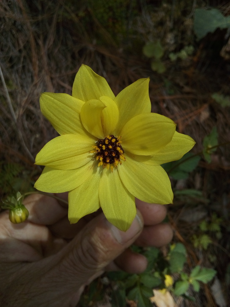 Dahlia