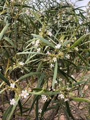 Myoporum platycarpum