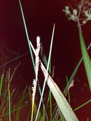 Machaerina rubiginosa