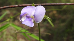 Vigna vexillata angustifolia