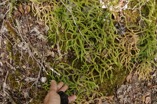 Image of Lycopodium venustulum by (c) Eric Knight, some rights reserved (CC BY)
