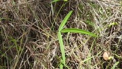 Vigna vexillata angustifolia