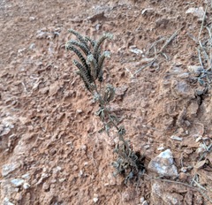 Phacelia congesta
