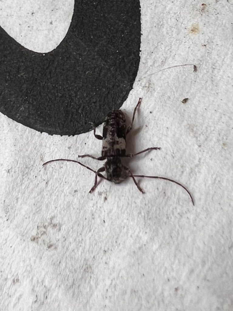 Poliaenus oregonus