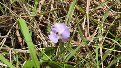 Vigna vexillata angustifolia