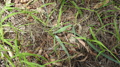 Vigna vexillata angustifolia