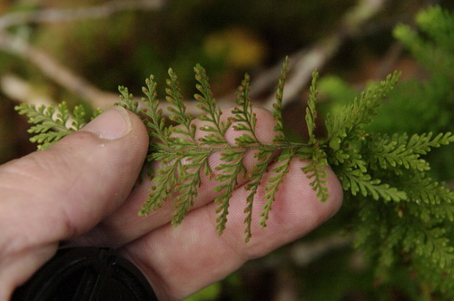 Adenophorus tripinnatifidus