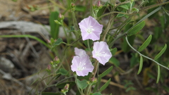Jacquemontia paniculata paniculata