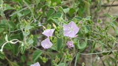 Jacquemontia paniculata paniculata