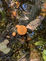 Tricholomopsis formosa