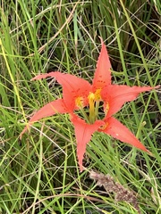 Lilium catesbaei image