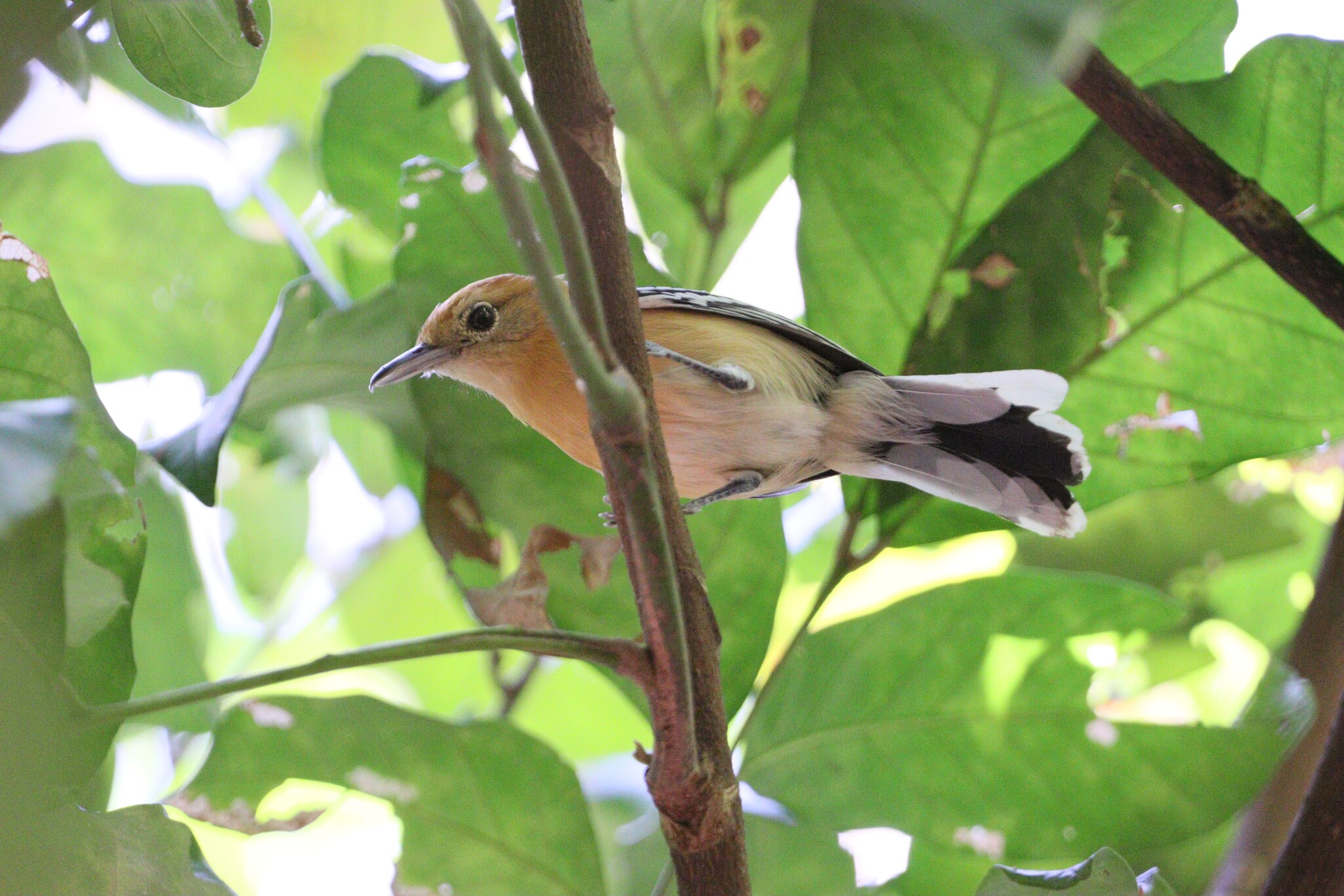 Large-billed Antwren (Herpsilochmus longirostris), photo 3