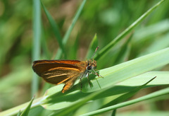 Ancyloxypha nitedula