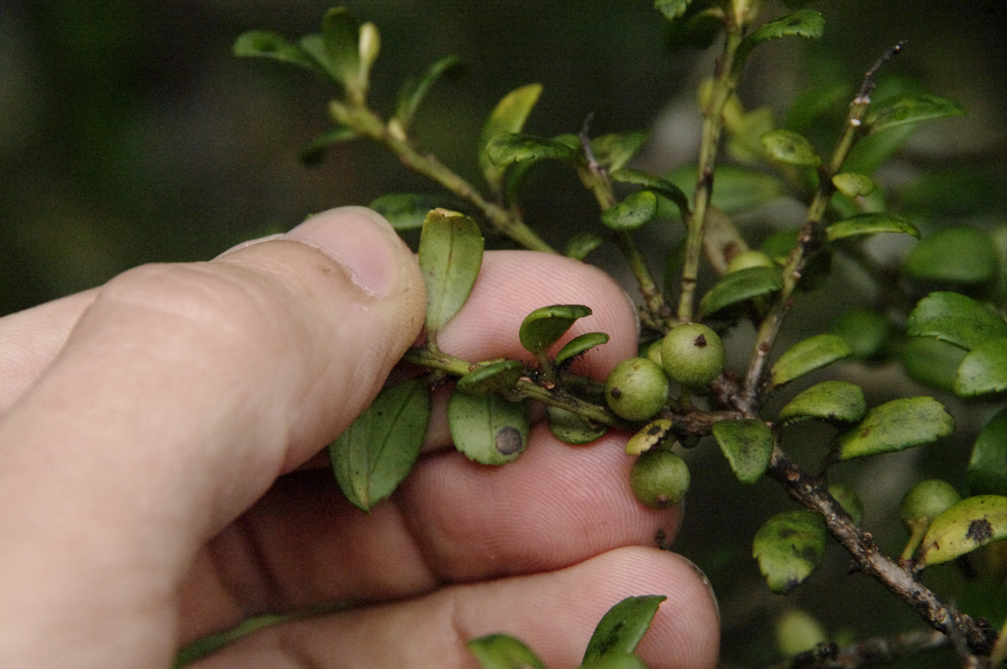 Myrsine punctata