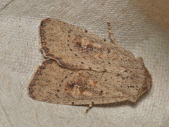 Cerastis punctosa