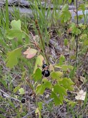Ribes aureum aureum