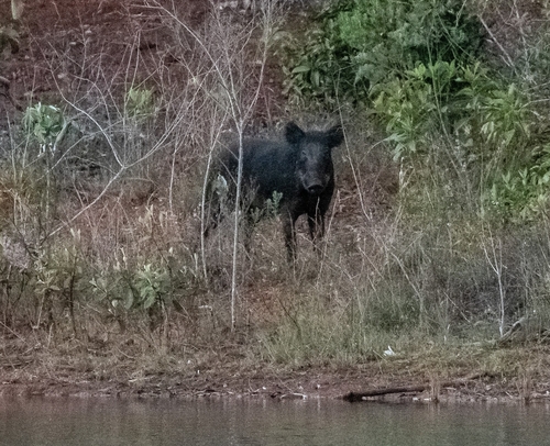 Wild Boar