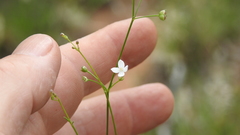 Paranotis mitrasacmoides