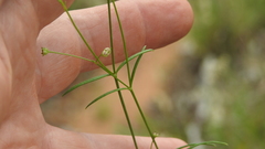 Paranotis mitrasacmoides