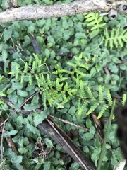 Gleichenia microphylla