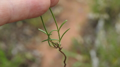 Paranotis mitrasacmoides