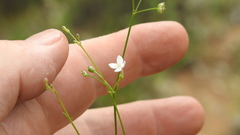 Paranotis mitrasacmoides