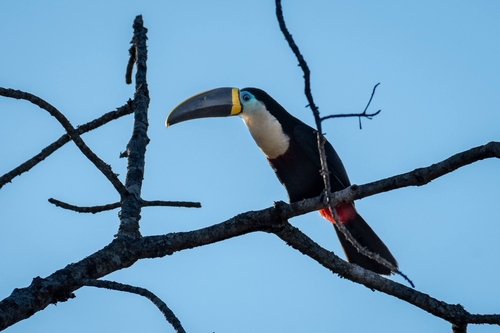 Ramphastos vitellinus pintoi