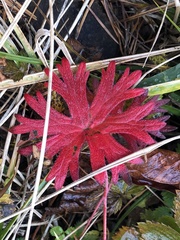 Geranium yesoense nipponicum