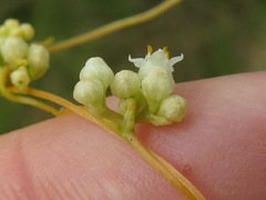 Cuscuta indecora