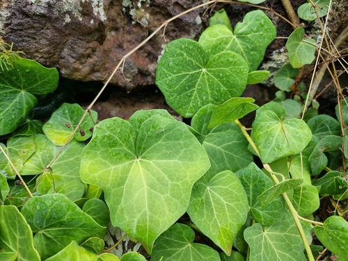 Azores Ivy (Hedera azorica)