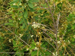Cuscuta indecora