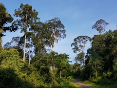 Dipterocarpaceae