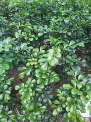 Aglaia odorata microphyllina