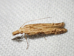 Streniastis thermaea