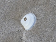 Austromacoma constricta