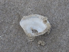Austromacoma constricta