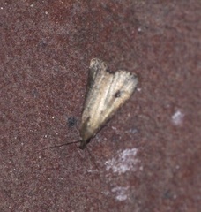 Schrankia macula