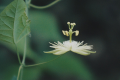 Passiflora filipes