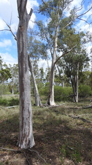 Eucalyptus thozetiana