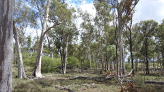 Eucalyptus thozetiana