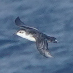 iNaturalist image