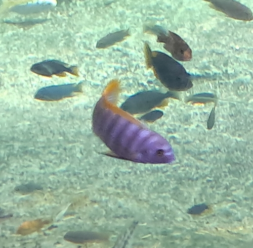 Ice blue zebra (Maylandia greshakei) — Cichlidae — 3